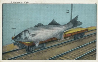 Illustration for article titled Tall Tale Fishing Postcards, The Ultimate Humblebrag Of The Early 1900s